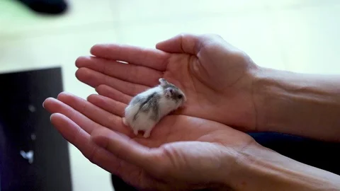 baby dwarf hamster
