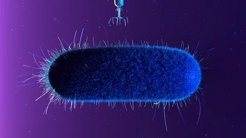 One bacteriophage T4 infecting E-Coli bacterium. Disease, medicine, illness. Stock-Footage 127299599