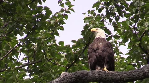 One bald eagle in a tree fly away. Stock Footage 55658310