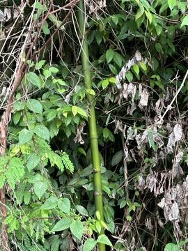 One Bamboo Tree Trunk Stockfoto's