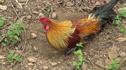 One bantam crow is crowing in nature. Stock Footage 169024320