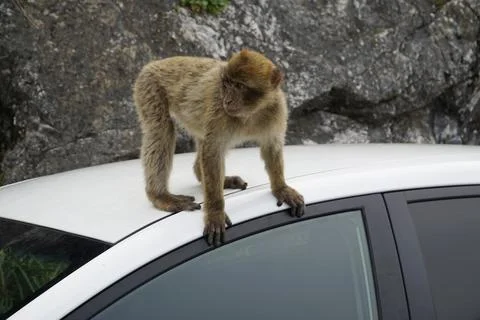 One Barbary Macaque monkey sitting on a car Stock Photos
