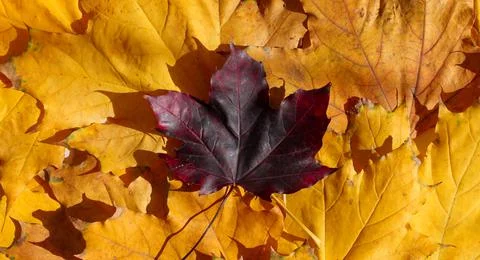 One bard maple leaf on a background of yellow leaves, top view Stock Photos
