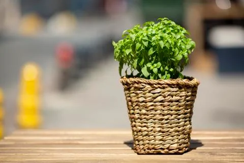 One basil on wooden table. Selective focus Foto stock