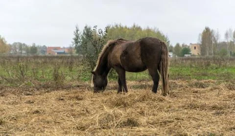 One bay mare eats hay in a field near the city on an autumn day Stock Photos