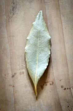 One bayleaf on a wood table Stock Photos
