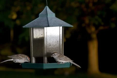 One in the beak Stock Photos