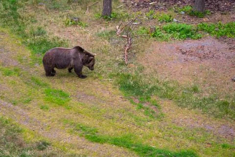 One bear in the forest 스톡 사진