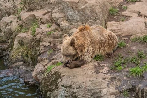 One bear 스톡 사진