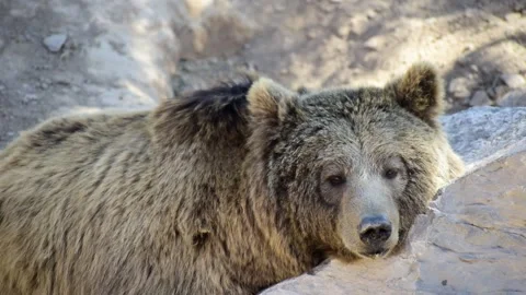 One bear resting, napping, or sleeping over a rock Stockbeeldmateriaal 140188037