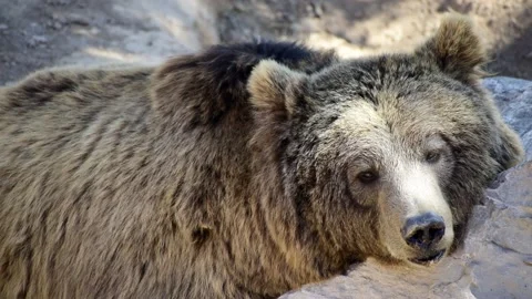 One bear resting over a rock. Bears sleeping Stock Footage 140210726
