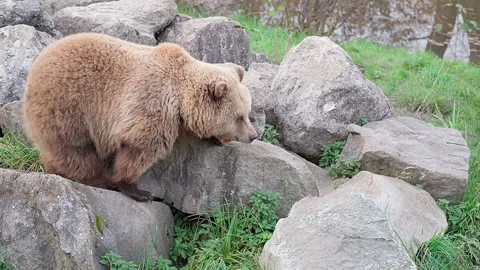 One bear walking up a pile of rocks and sits down Video stock 221183085