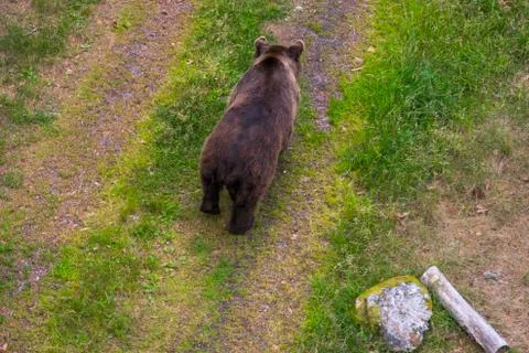 One bear walking on the road 스톡 사진