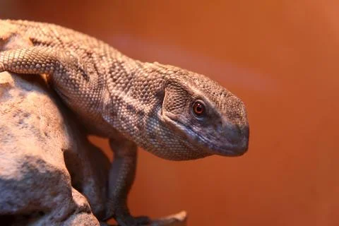 One bearded dragon Stock Photos