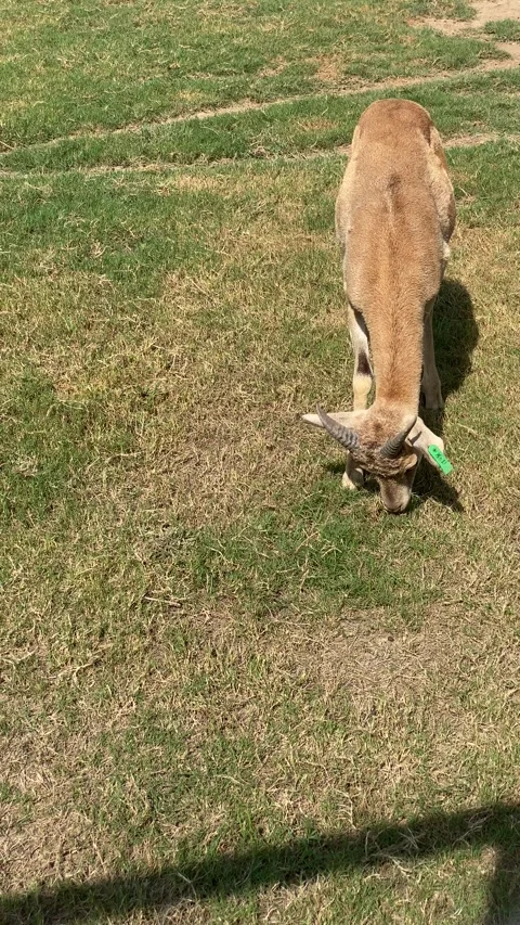 One Beautiful Deer is Grazzing Grass Stock Footage 289570269