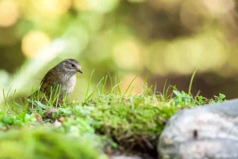 One beautiful Dunnock Stock Photos