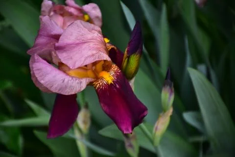 One beautiful iris flower Stock Photos
