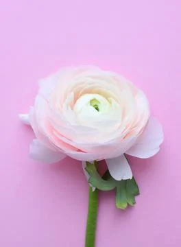 One beautiful ranunculus flower of pink color on a pink background. Stock Photos