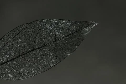 One beautiful skeleton leaf on dark gradient background, macro view Stock Photos