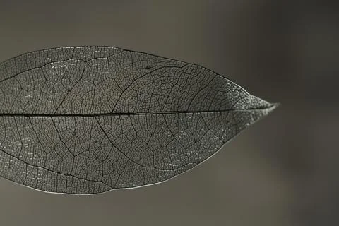 One beautiful skeleton leaf on dark gradient background, macro view Stock Photos