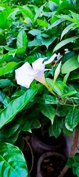 One of beautiful white flowers vine lots of white flowers and buds Stock Photos