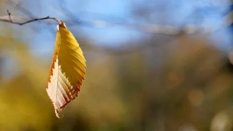 One beautiful yellow leaf on a tree, on a blurred background on a sunny day Vídeos de archivo 221435951