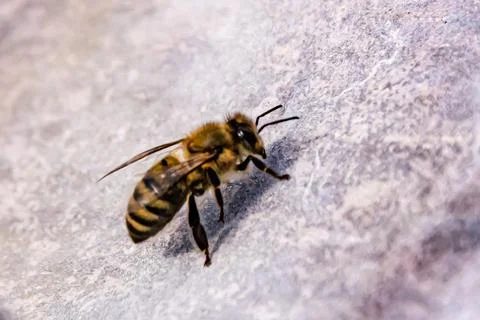 One bee close-up Stock Photos