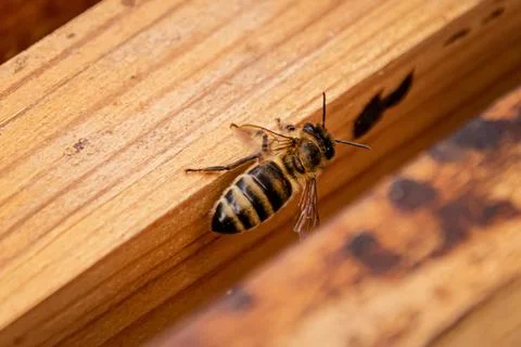 One bee close-up Stock Photos