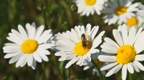 One Bee Collecting Nectar From Chamomile Stock Footage 52130601