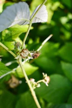 One bee collects pollen. From raspberry flowers. Stock-Fotos