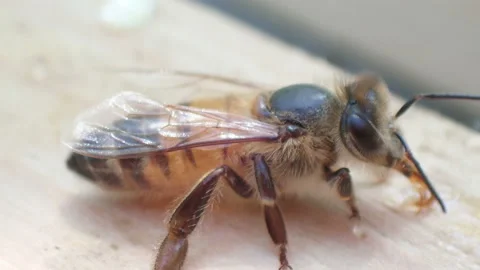 One bee drives the other away from spilled honey Stock Footage 171370780
