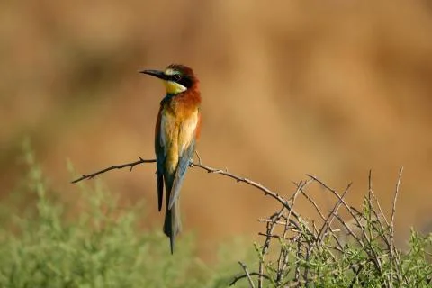 One bee eater Foto stock