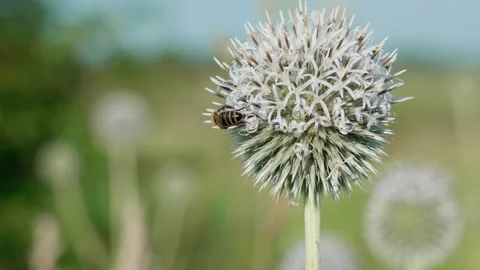 One bee on a flower Stock Footage 324958346