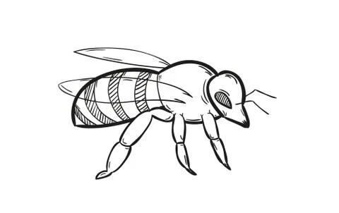 One bee Stock Illustration