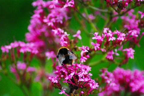 One Bee On a Mission 스톡 사진