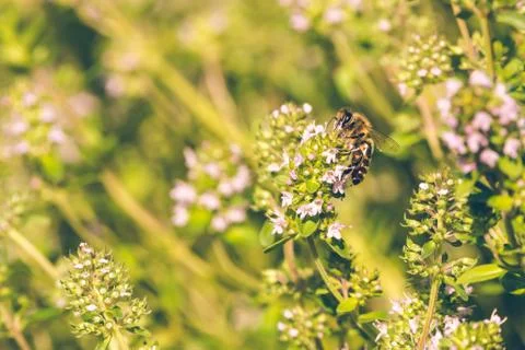 One bee perched on thyme with pink blooms Stock Photos