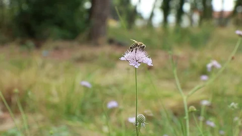 One bee on a pink wild flower Knautia (Knautia arvensis) on a meadow Stock Footage 129496009