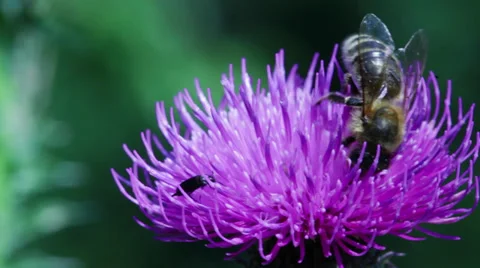 One bee on purple thistle Video stock 27502136