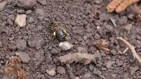 One bee surprised on the ground crawling to find a flower Stock Footage 180117748