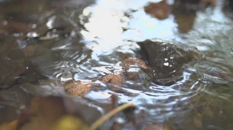 One Beechnut Falling Into Water Of A River In Slow Motion Stock Footage 36664913