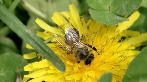 One of the bees collects nectar for the hive Stock Footage 91322242