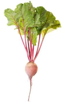 One beet root Stock Photos