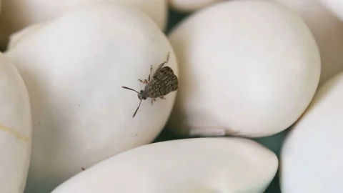One beetle ( Acanthoscelides obtectus ) are crawl away on bean seeds. closeup. Stock Footage 121321098
