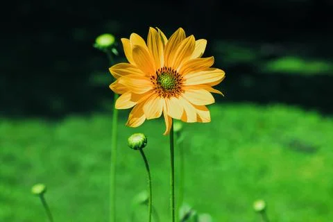 One big chamomile flower spring blossom season specific concept with soft vin Fotos de archivo