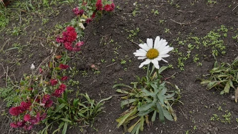 One big chamomile sways in the wind. Red chrysanthemums grow nearby Stock Footage 119466218