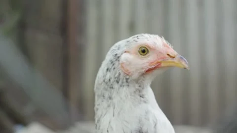 One big chicken with white feathers stare with interest in camera close up view Video stock 155654741