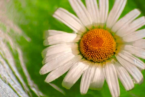 One big daisy, macro, reflection on water Stock Photos