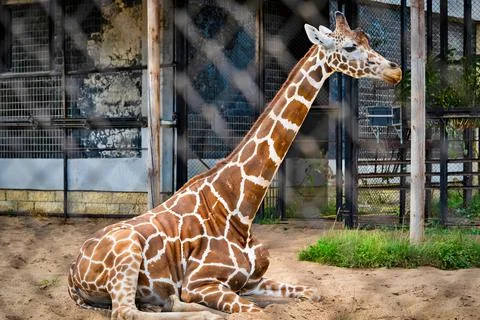 One big giraffe Stock Photos