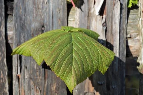 One big green leaf Stock Photos