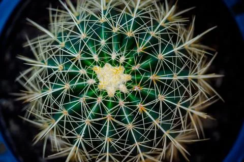 One big green round beautiful cactus closeup Stock-Fotos